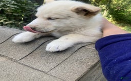 Gerberian Shepsky dogs for sale: Gerberian Shepsky 4 puppies - Image 4