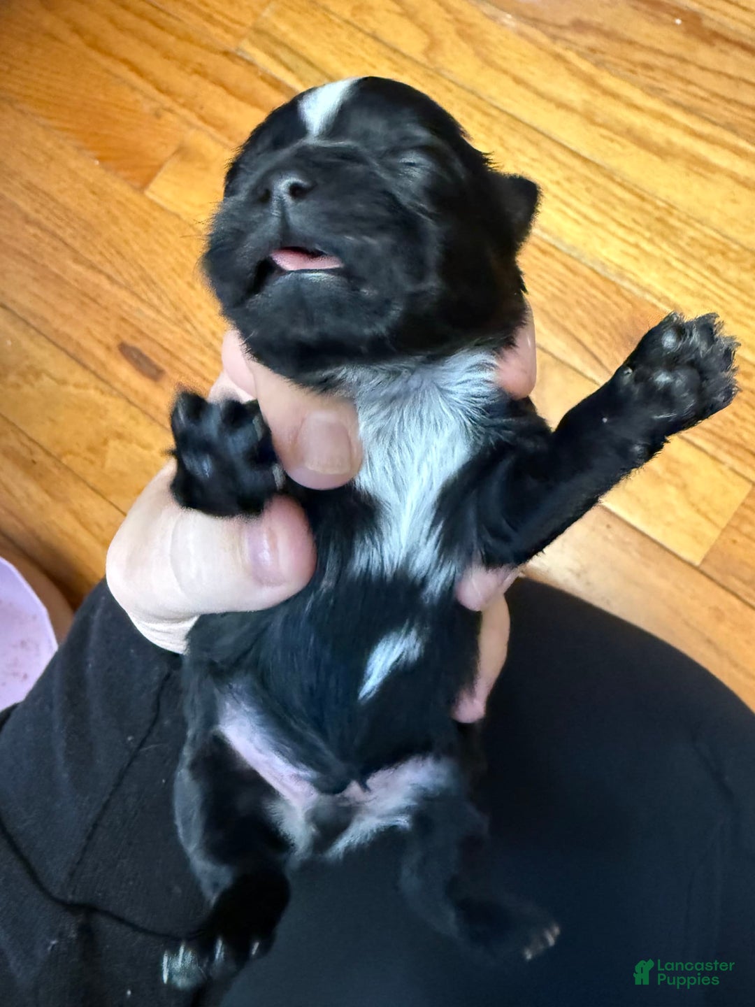 Shih Tzu dogs for sale: Stella Pups - Image 5