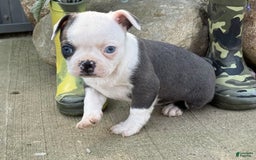 Boston Terrier dogs for sale: Tickles - Image 5