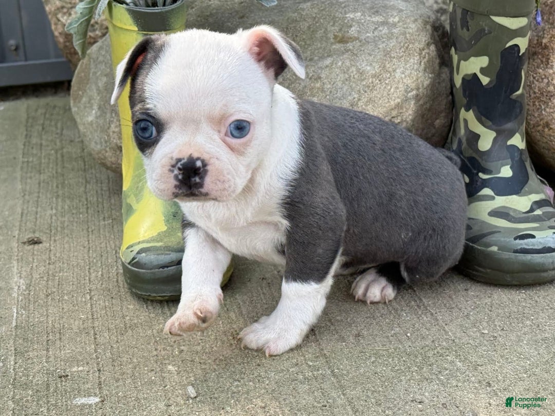 Boston Terrier dogs for sale: Tickles - Image 5