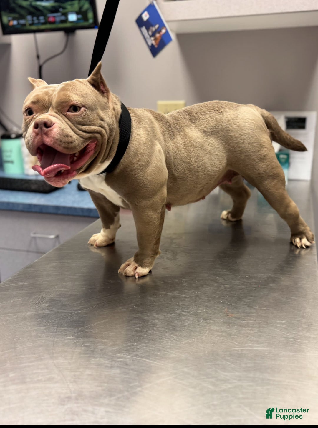 American Bully dogs for sale: Trixie - Image 4