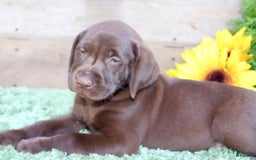 Labrador Retriever dogs for sale: Shishi - Image 6