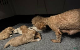 Maltipoo dogs for sale: Rafa - Image 3