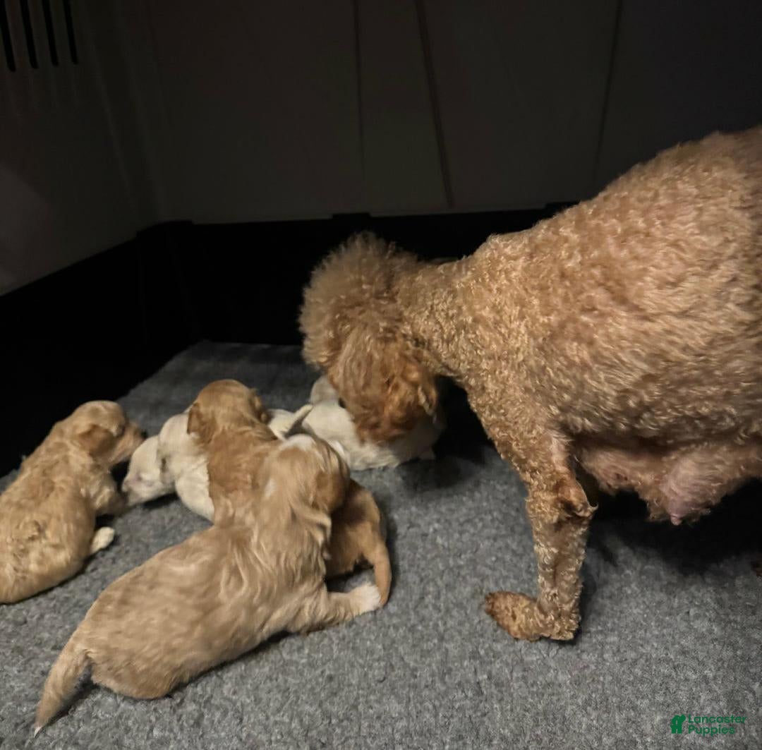 Maltipoo dogs for sale: Rafa - Image 3