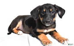 German Shepherd dogs for sale: Pansy - Image 1