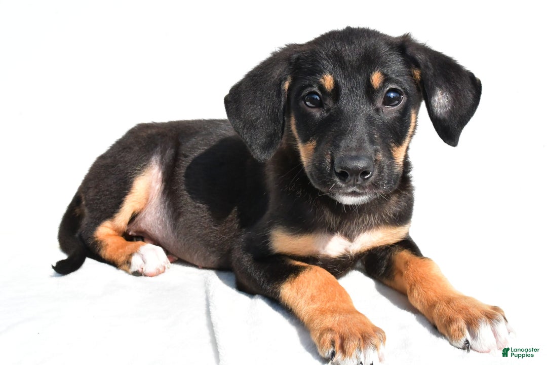 German Shepherd dogs for sale: Pansy - Image 1