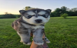 Siberian Husky dogs for sale: Roxanne - Image 2