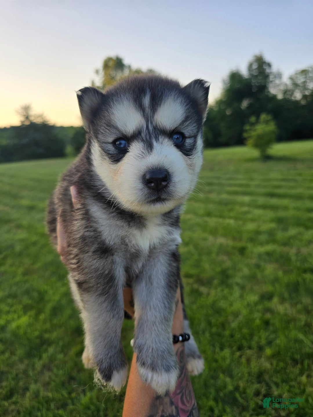 Siberian Husky dogs for sale: Roxanne - Image 2