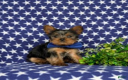 Yorkshire Terrier dogs for sale: Lamar 6 lbs Full Grown - Image 5