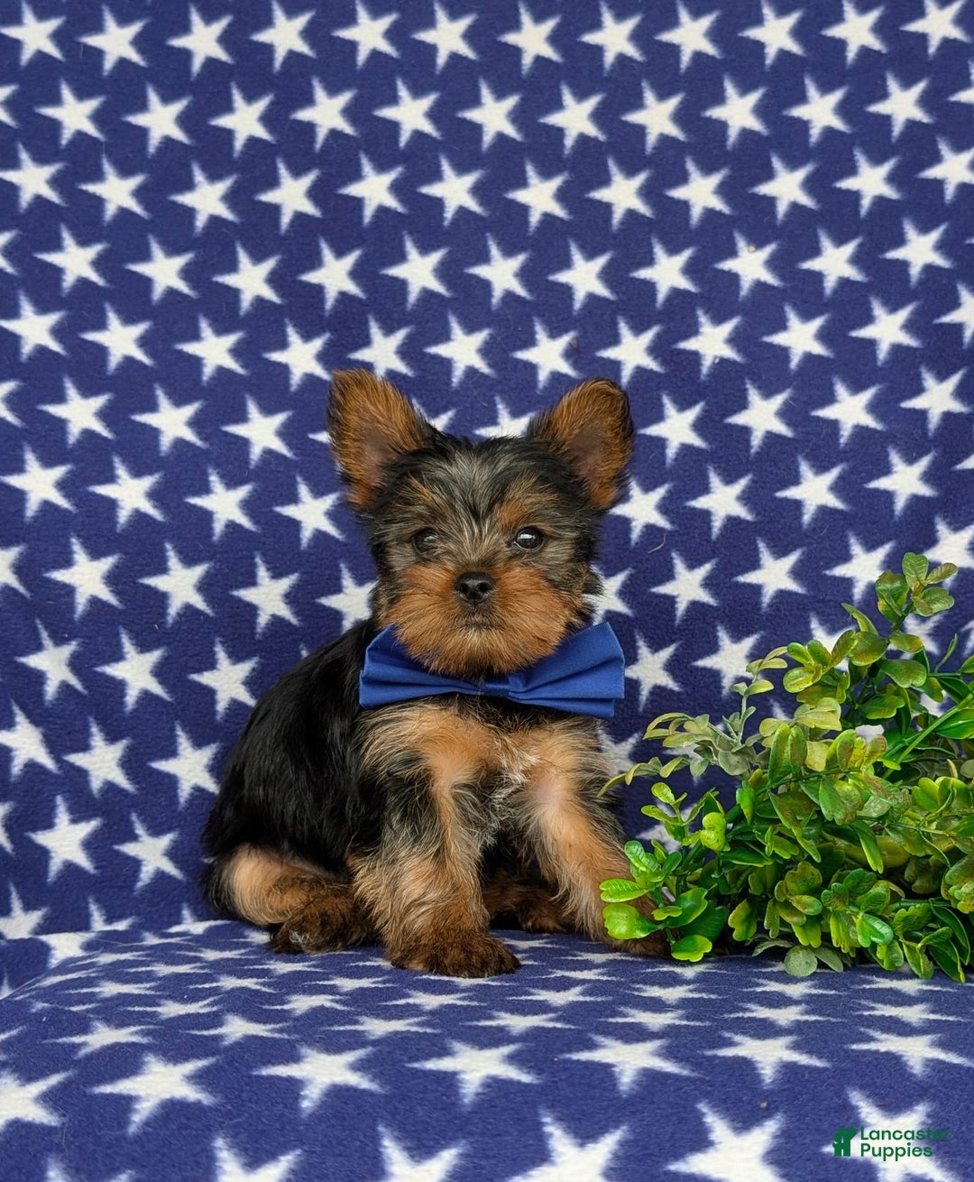 Yorkshire Terrier dogs for sale: Lamar 6 lbs Full Grown - Image 5