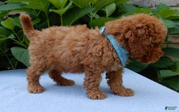 Mini Goldendoodle dogs for sale: Gradie - Image 5
