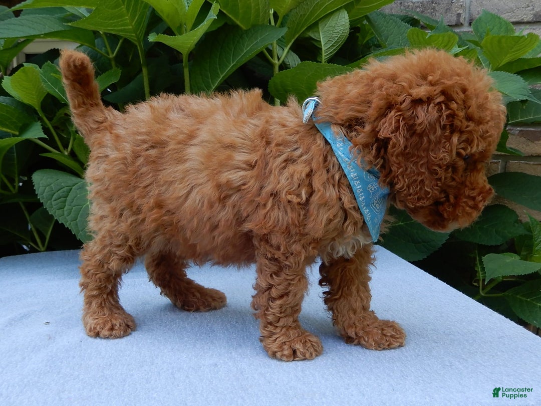 Mini Goldendoodle dogs for sale: Gradie - Image 5