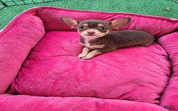 Chihuahua dogs for sale: Toy Bella - Image 1