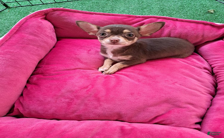 Chihuahua dogs for sale - Ad 1