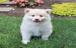Pomsky dogs for sale: Happy - Image 2