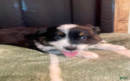 Australian Shepherd dogs for sale: Mako - Image 3