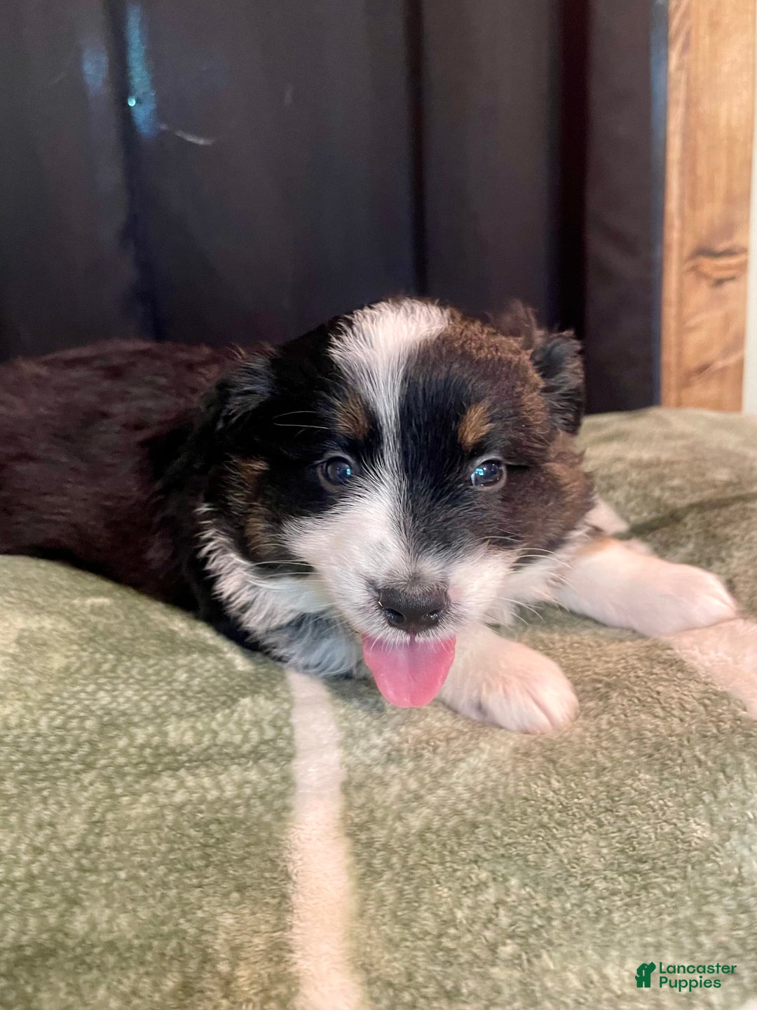 Australian Shepherd dogs for sale: Mako - Image 3