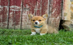 Welsh Corgi Pembroke dogs for sale: Blair - Image 2