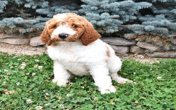 Standard Poodle dogs for sale: Daisy - Image 3