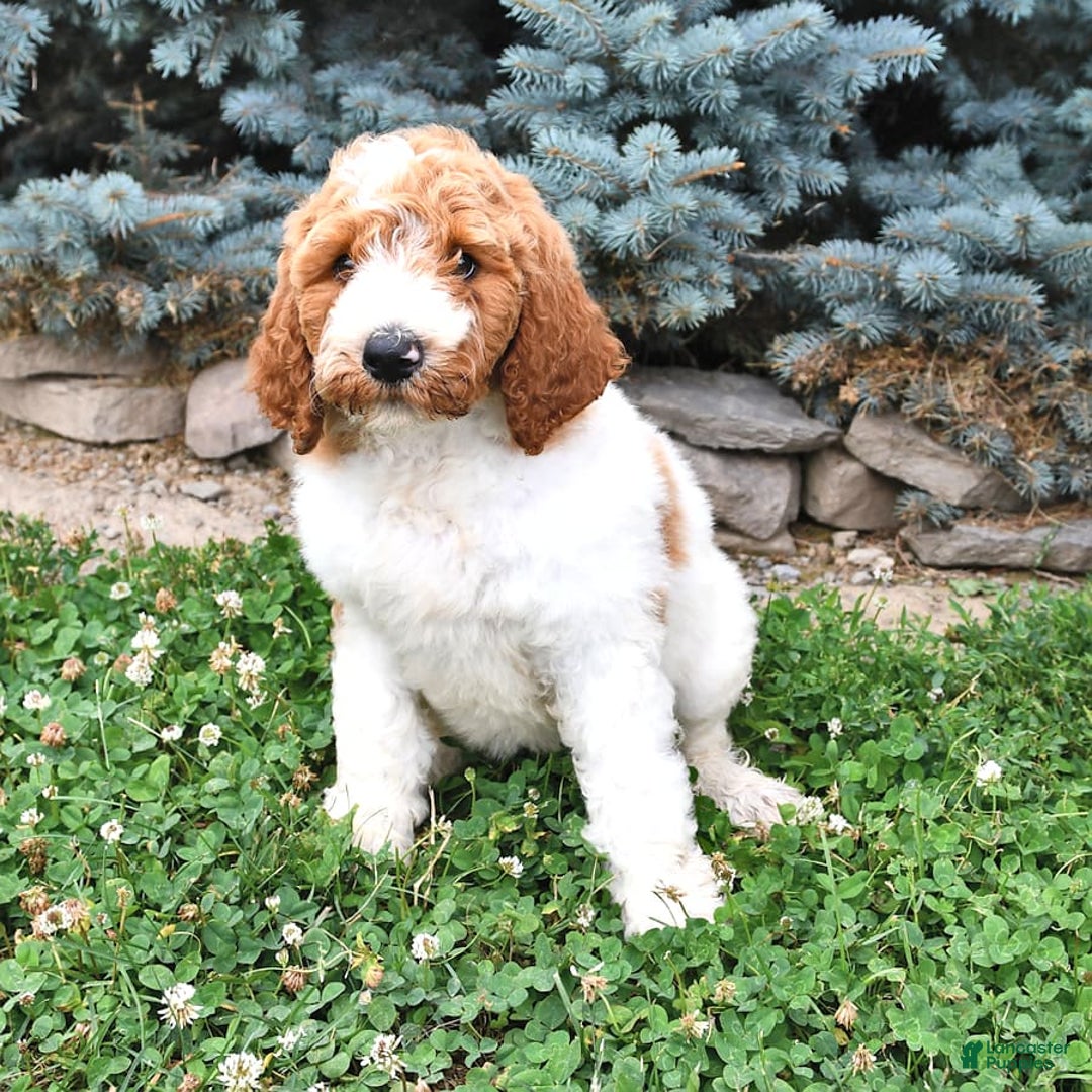 Standard Poodle dogs for sale: Daisy - Image 3