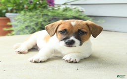 Jack Russell Terrier dogs for sale: Licorice - Image 3