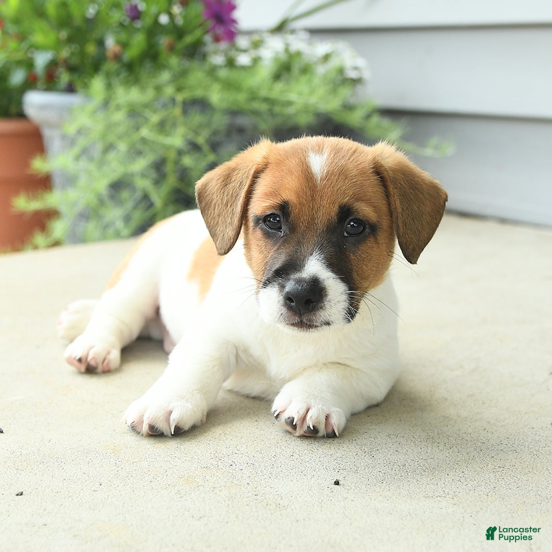 Jack Russell Terrier dogs for sale: Licorice - Image 3