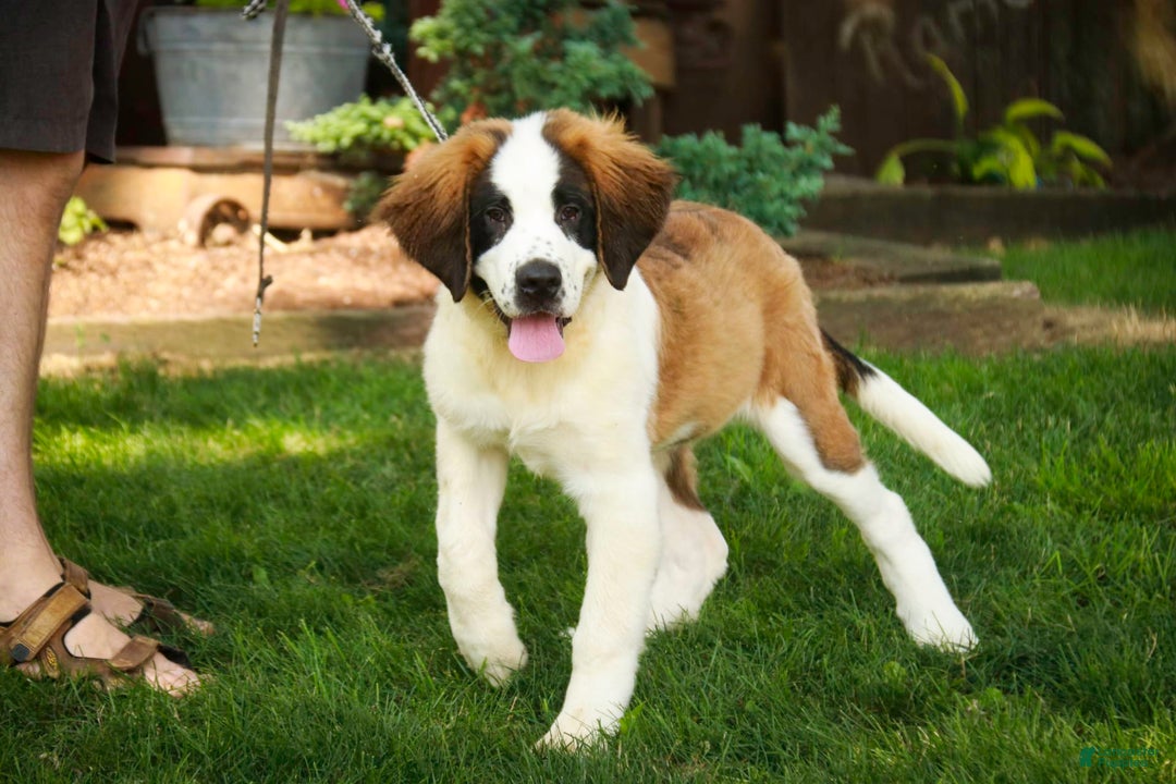 Saint Bernard dogs for sale: Madison - Image 19