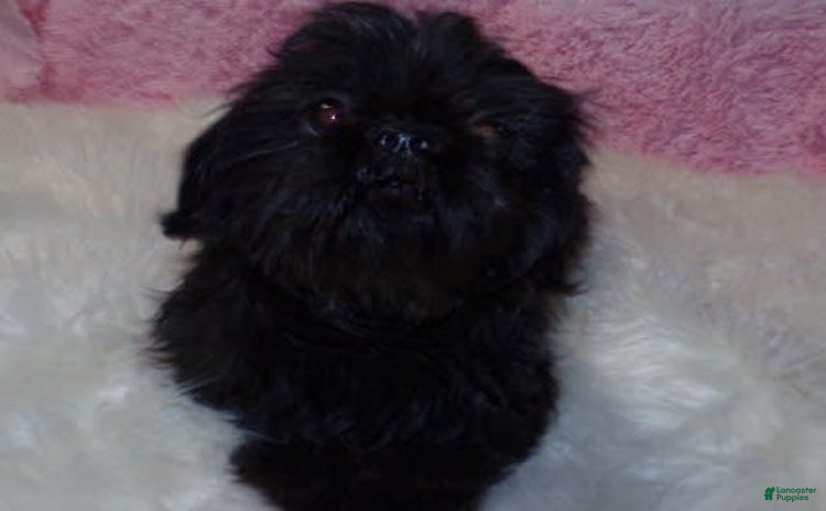 Shih Tzu dogs for sale - Ad 2