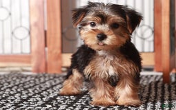 Yorkshire Terrier dogs for sale: Aria - Image 3