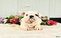 English Bulldog dogs for sale: Rosa - Image 3