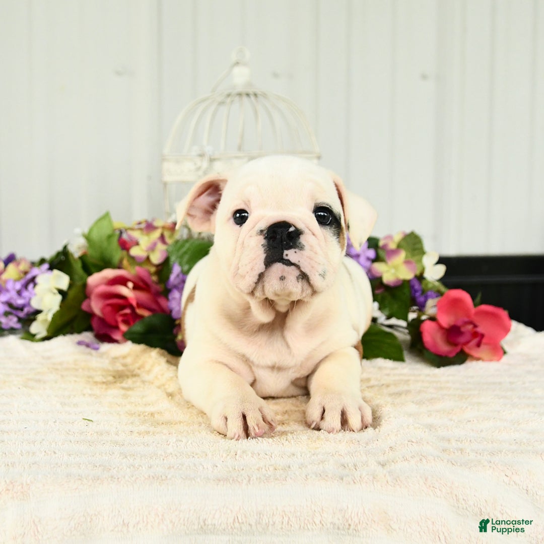 English Bulldog dogs for sale: Rosa - Image 3