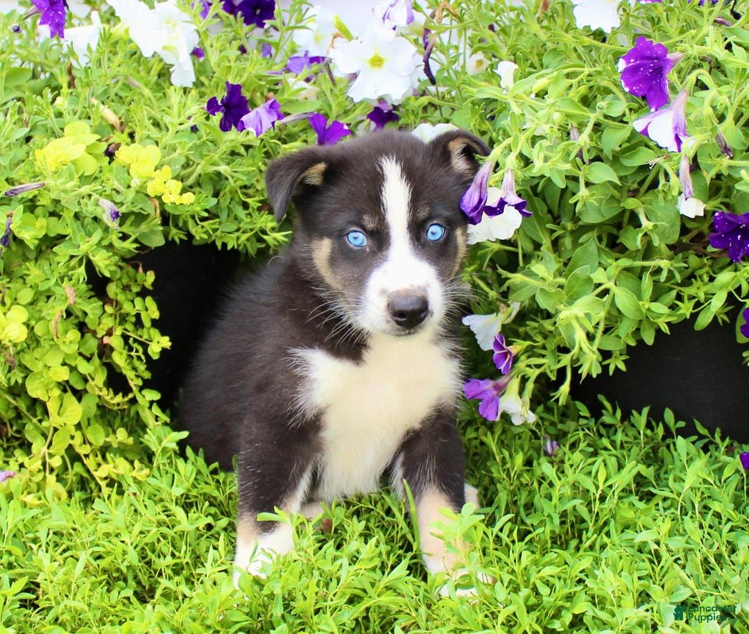 Australian Shepherd dogs for sale: Ranger - Image 3