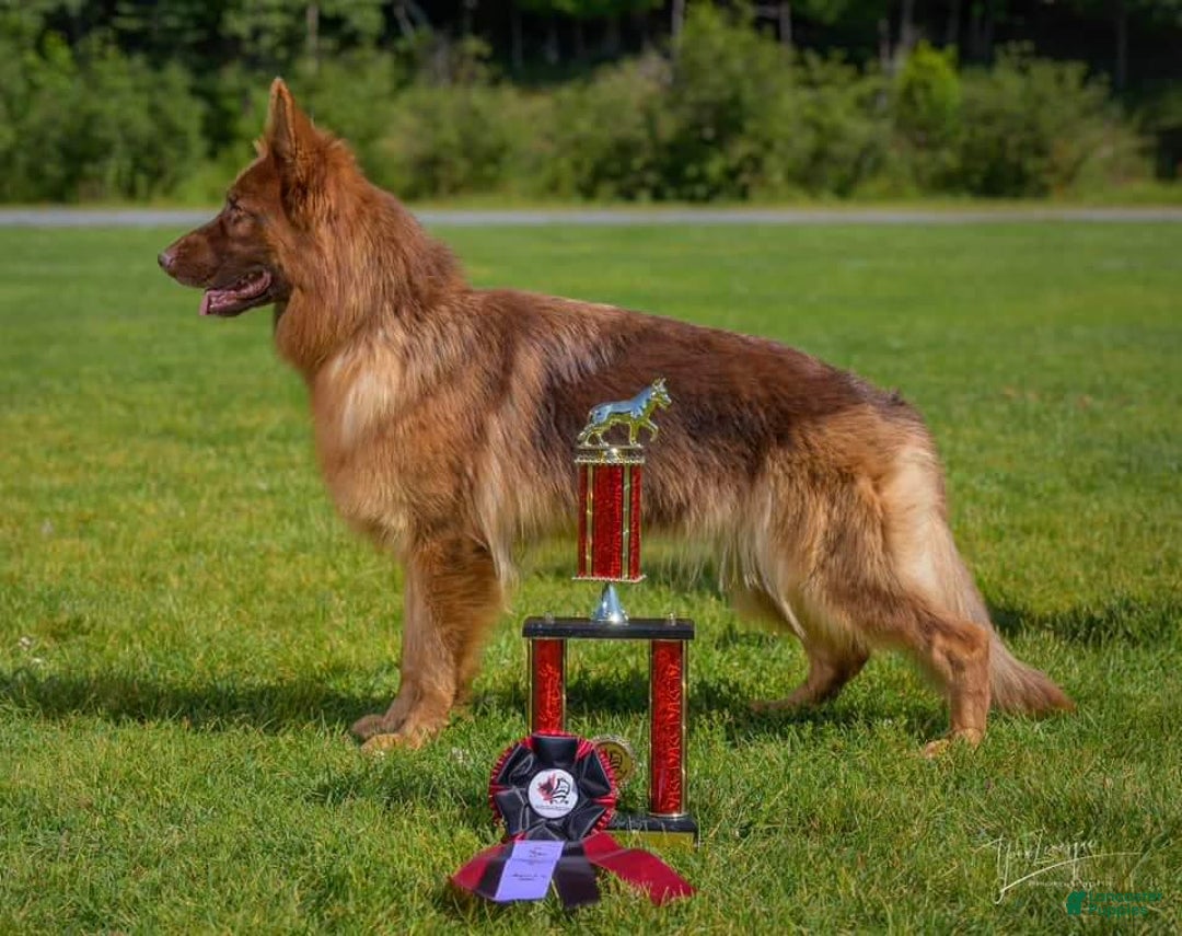 German Shepherd dogs for sale: Bella Liver Sable German Shepherd - Image 10