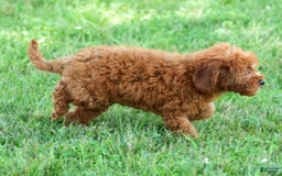 Bichpoo dogs for sale: Nellie - Image 2