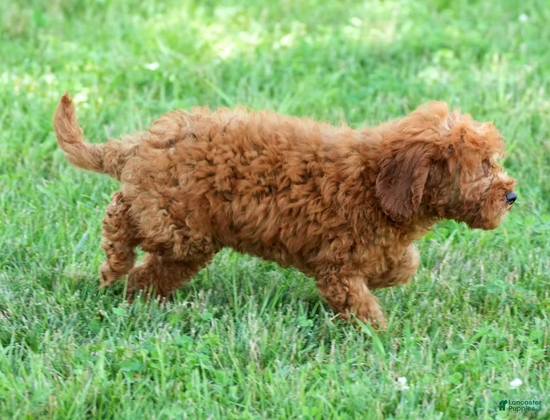 Bichpoo dogs for sale: Nellie - Image 2