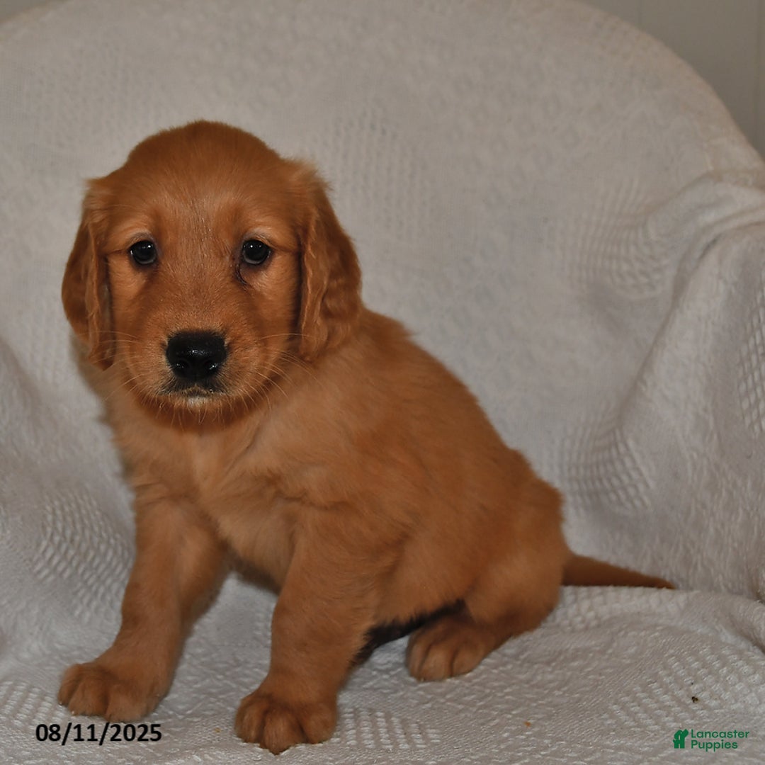 Golden Retriever dogs for sale: Bentley - Image 5