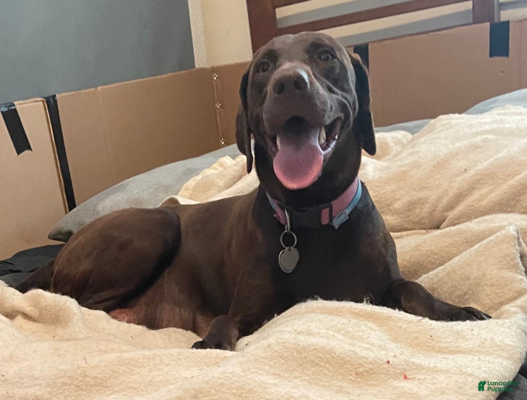 Labrador Retriever dogs for sale: Molly - Image 3