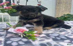 German Shepherd dogs for sale: Sally - Image 2