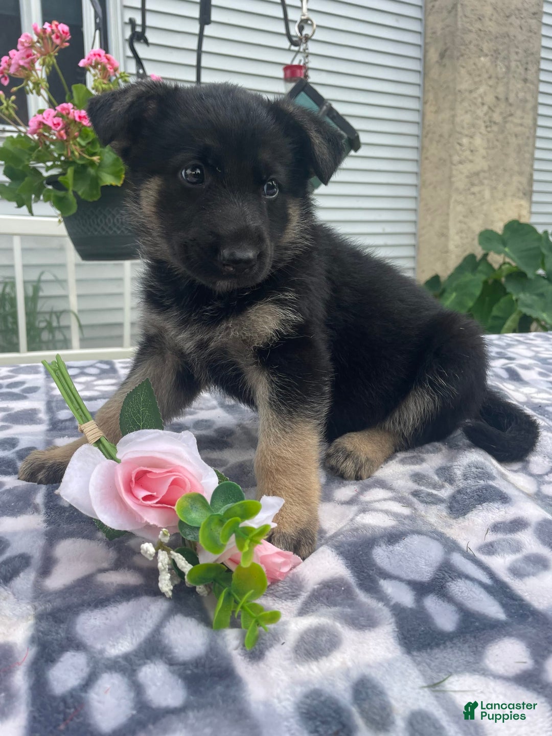 German Shepherd dogs for sale: Sally - Image 2