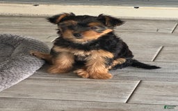 Yorkshire Terrier dogs for sale: Male / Blue Collar - Image 6
