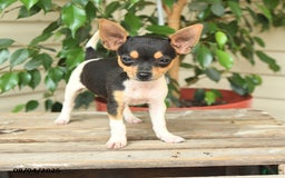 Rat Terrier dogs for sale: Riley - Image 2