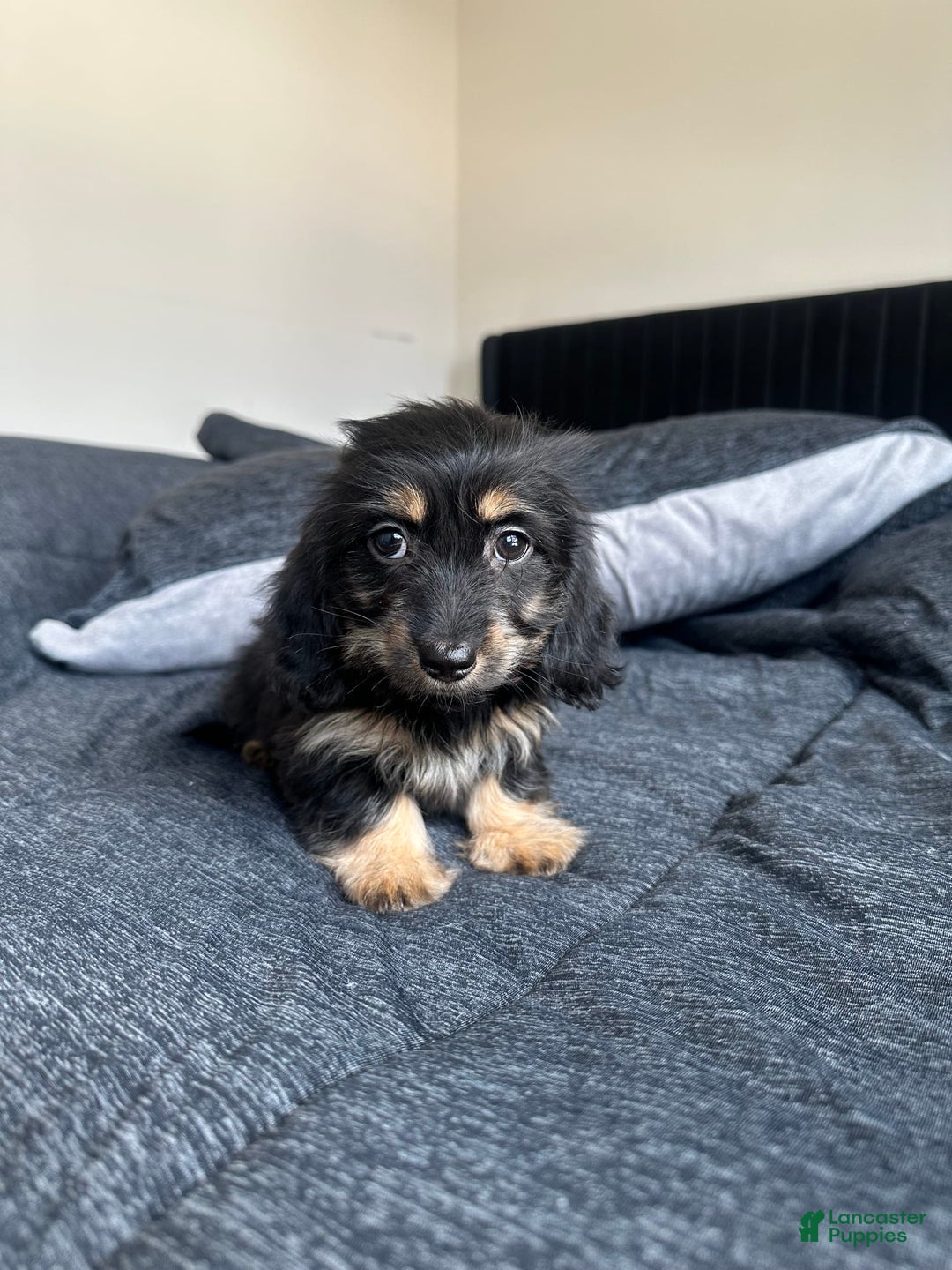 Miniature Dachshund dogs for sale: Millie - Image 4