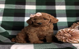  dogs for sale: Mini Goldendoodle 4 puppies - Image 12