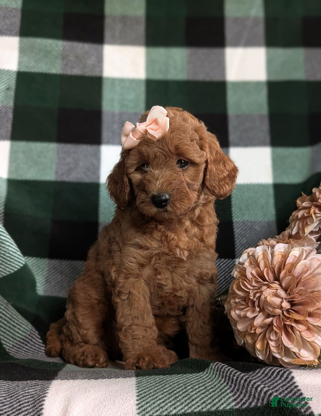  dogs for sale: Mini Goldendoodle 4 puppies - Image 12