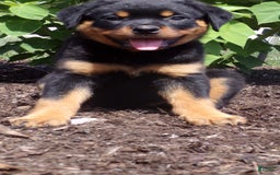 Rottweiler dogs for sale: Lavender - Image 7