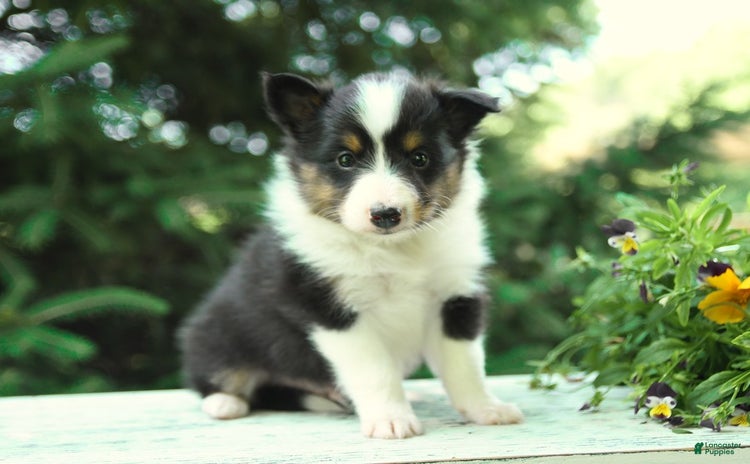 Shetland Sheepdog dogs for sale - Ad 2