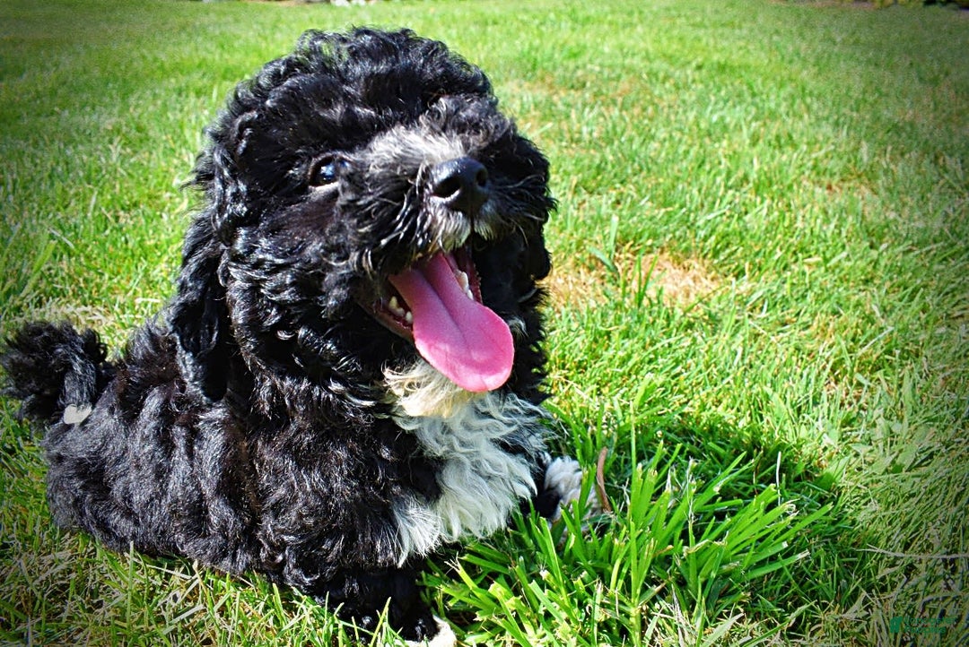 Havapoo dogs for sale: Echo - Image 4
