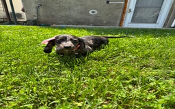 Miniature Dachshund dogs for sale: Millie - Image 2