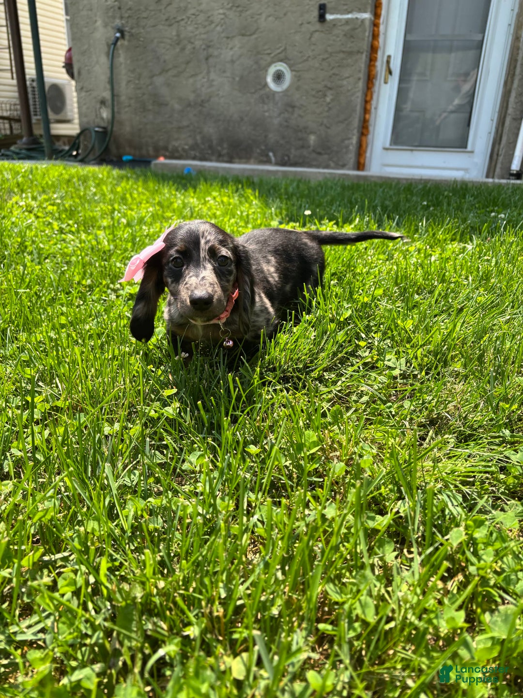 Miniature Dachshund dogs for sale: Millie - Image 2