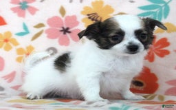 Chihuahua dogs for sale: Skeeter - Image 2
